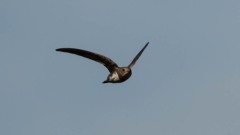 Alpesejler / Alpine Swift