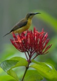 Olivenrygget Solfugl / Olive-backed Sunbird