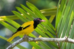 Orientalsk Hætte-Pirol / Black-hooded Oriole