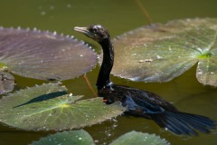 Dværgskarv, Pygmy Cormorant