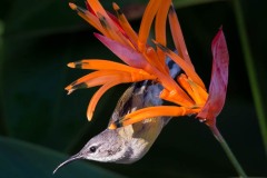 Kobberstrubet Solfugl / Copper-throated Sunbird