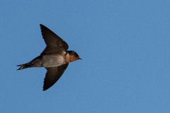 Stillehavssvale / Pacific swallow