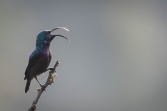 Langnæbbet Purpursolfugl / Loten´s Sunbird