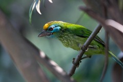 Gulpandet Skægfugl /  Yellow-fronted Barbet