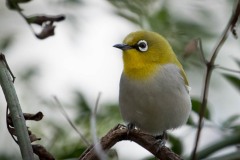 Guløjet brednæb / Black-and-yellow Broadbil