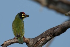 Kobbersmed / Coppersmidth Barbet