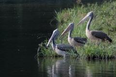 Grå Pelikan / Spot-billed pelican