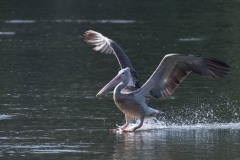 Grå Pelikan / Spot-billed pelican