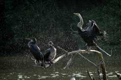 Darter / Indian Cormorant og Indisk Skarv / Indisk slangehalsfugl