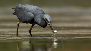 Revhejre /  Pacific Reef Heron