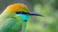 Lille grøn Biæder / Green Bee-eater