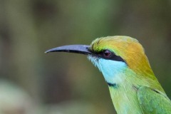 Lille grøn Biæder / Green Bee-eater