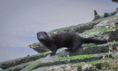 Mink