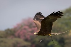 Sort Glente / Black Kite