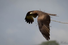 Sort Glente / Black Kite