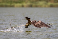 Sort Glente / Black Kite