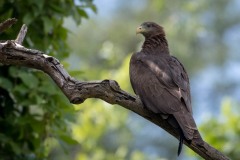 Sort Glente / Black Kite