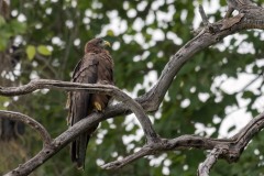 Sort Glente / Black Kite