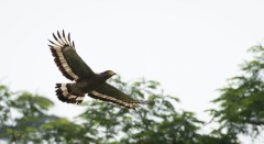 Toppet Slangeørn / Crested Serpent Eagle