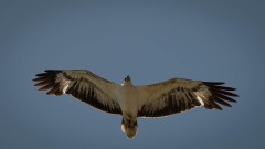Hvidbrystet havørn / White-bellied sea eagle
