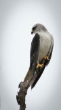 Blå Glente / Black-winged kite