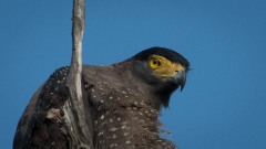 Toppet Slangeørn / Crested Serpent Eagle