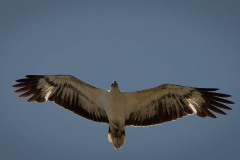 Hvidbrystet havørn / White-bellied sea eagle