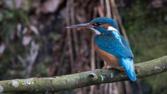 Isfugl ♀
