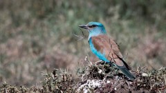 Ellekrage / European Roller