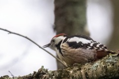 2022-12-05_0Z9_9392-Edit