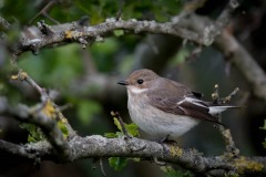 Broget Fluesnapper ♀