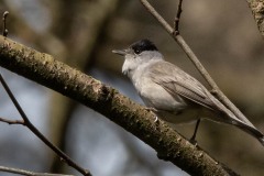 Munk ♂