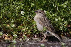 Gråspurv ♀