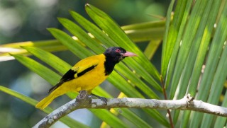 Orientalsk Hætte-Pirol / Black-hooded Oriole