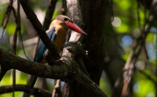 Blåvinget Storkenæbsisfugl / Stork-billed Kingfisher