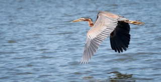 Purpurhejre / Purple Heron