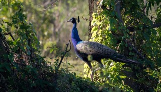 Påfugl / Indian peafowl