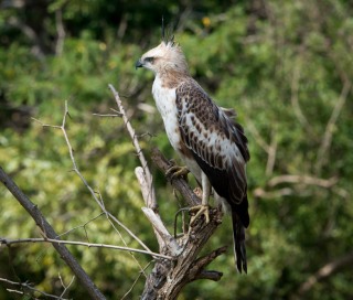 Lysbuget Høgeørn / Crested Hawk-Eagle