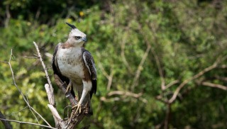Lysbuget Høgeørn / Crested Hawk-Eagle,
