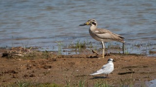 Stor Triel / Great Stone-curlew