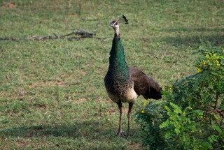 Påfugl / Indian peafowl