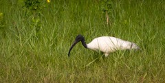 Indisk Ibis / Black-headed ibis