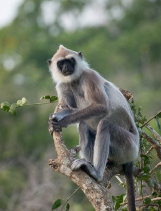 Grå Langur