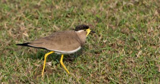 Indisk Lapvibe / Yellow-wattled lapwing