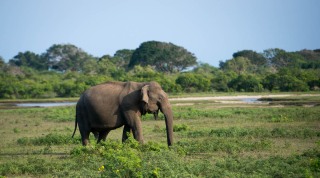 Elefant