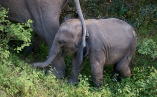 Elefant