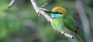 Lille Grøn Biæder / Green Bee-eater