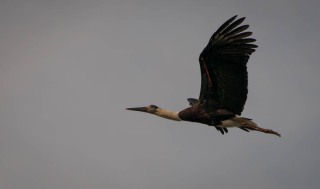 Uldhalssstork / Woolly-necked Stork