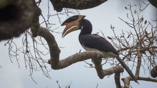 Rajahnæsehornsfugl /  Malabar pied hornbill