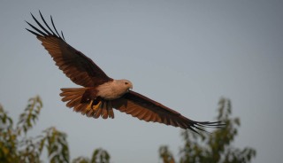 Brahmin Glente /  Brahminy Kite